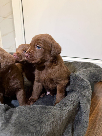 Chocolate Labrador puppies