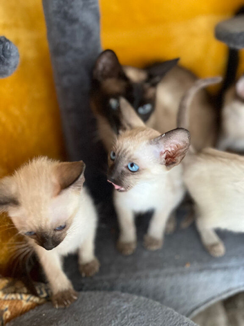 Siamese kittens ready sept