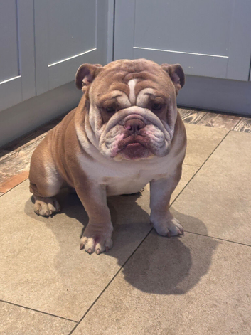 English bulldog