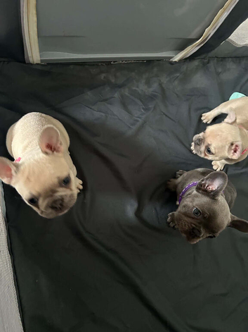 3 female frenchies for sale!