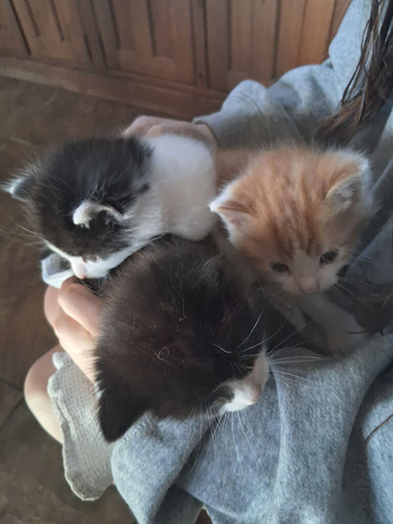 Three beautiful tame kittens