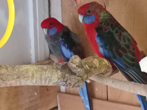 Various birds for sale