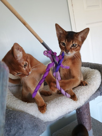 Two stunning Abyssinian male kittens ready now