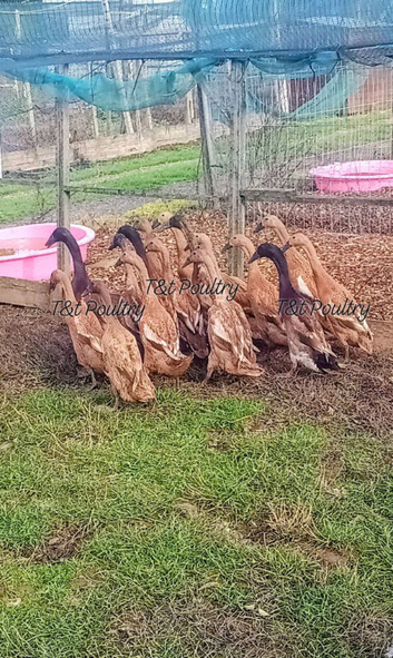 Trios Fawn Indian Runner Ducks