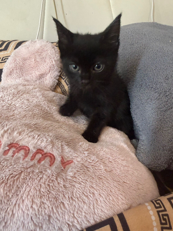 READY TO LEAVE 5 beautiful kittens