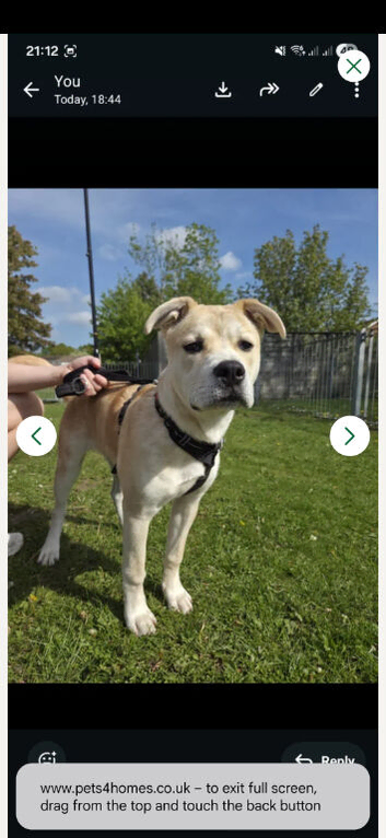 Akita mixed breed