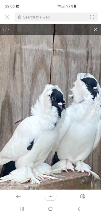 Moorheads pigeons