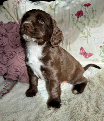 Gorgeous Sprocker Spaniel pups