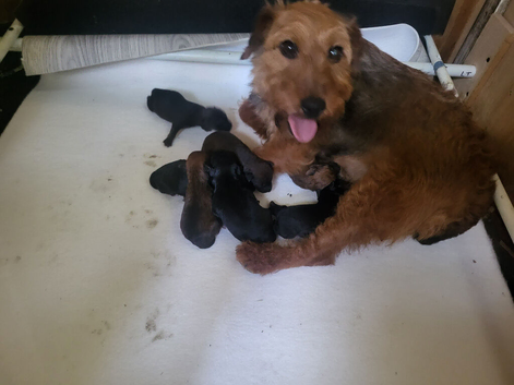 Lakeland terriers