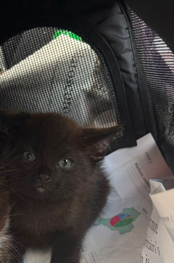 All Black Tuxedo Kitten