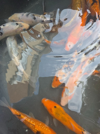 Koi looking for new homes