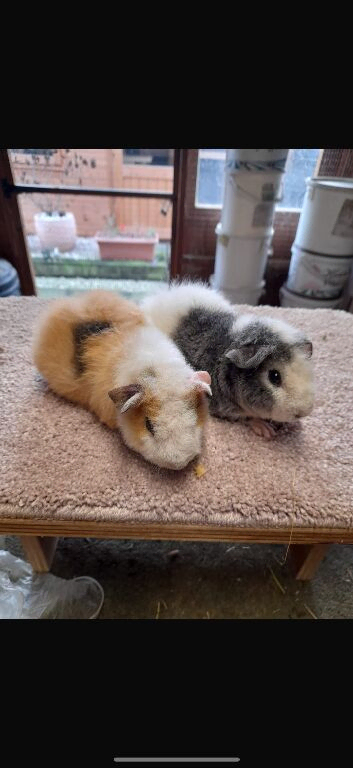 2 female American teddy bear guinea pigs!