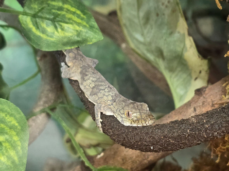 Breeding chameleon gecko.