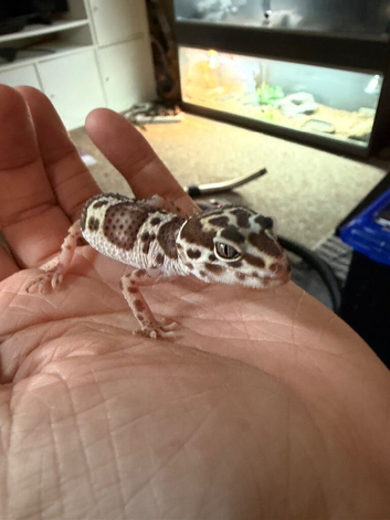 Leopard gecko