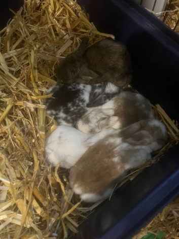 3 beautiful mixed colours mini lops