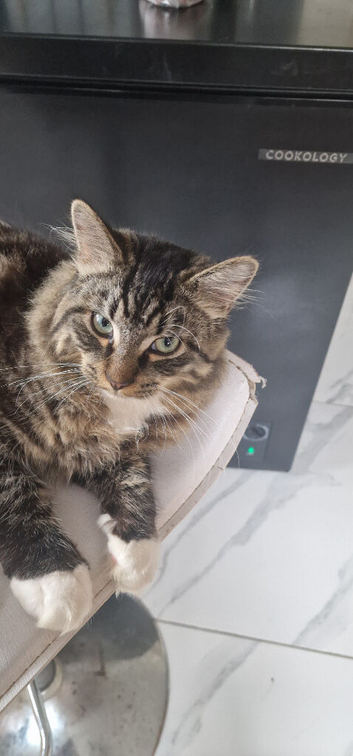 Friendly 8-Month-Old Cat Looking for a Loving Home