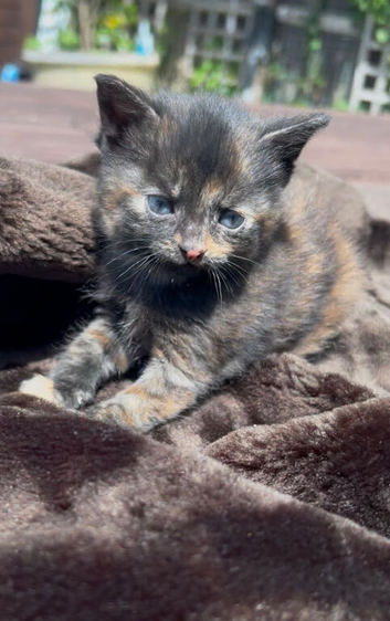 Kittens for sale