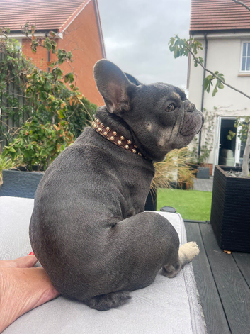 Male French Bulldog