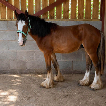 Traditional Gypsy Cob Gelding