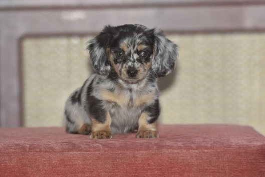 Adorable dachshund cross pups