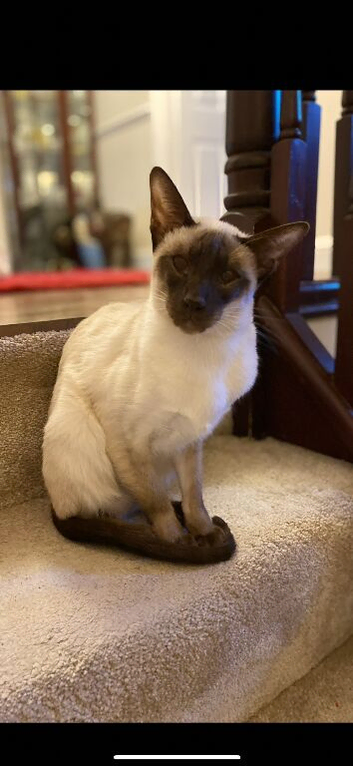 Pair of Siamese