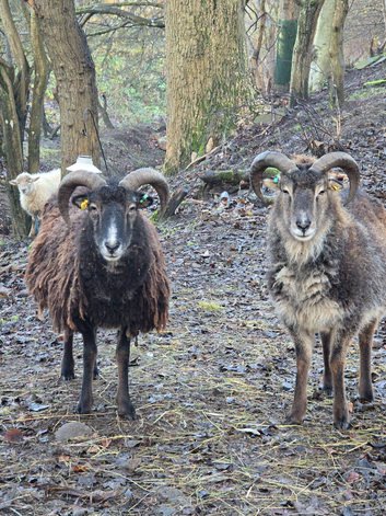 Pair of Soay Sheep wethers