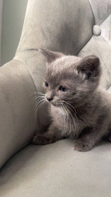 Blue and lilac tortie Scottish straights