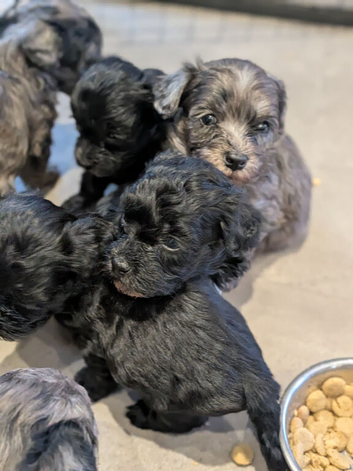 MALTIPOO pups