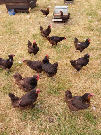 Chickens, laying hens