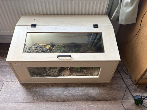 2 miyako toads and tank