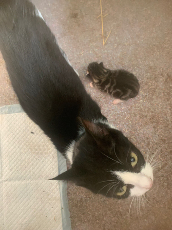 Mother and daughter,cat and kitten