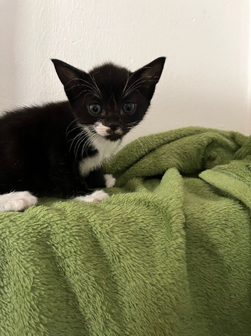Kittens for sale 3x