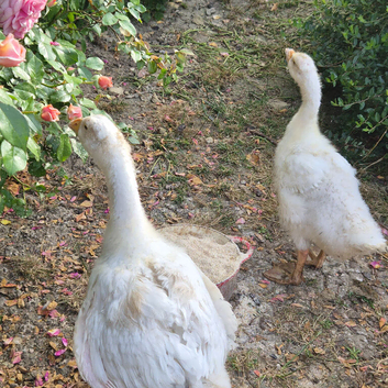 7 week old Goslings