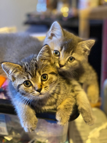 Adorable British shorthair kittens