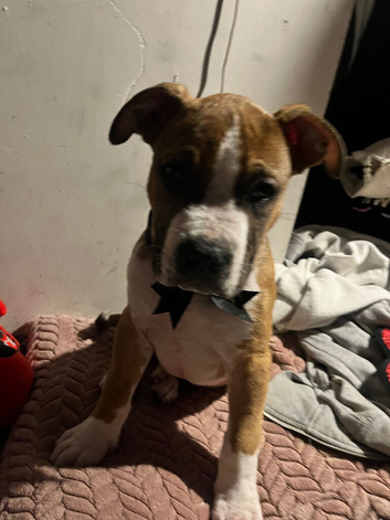 14 week American bully cross staffy