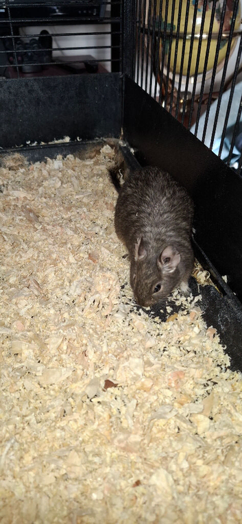Female Degus For Sale