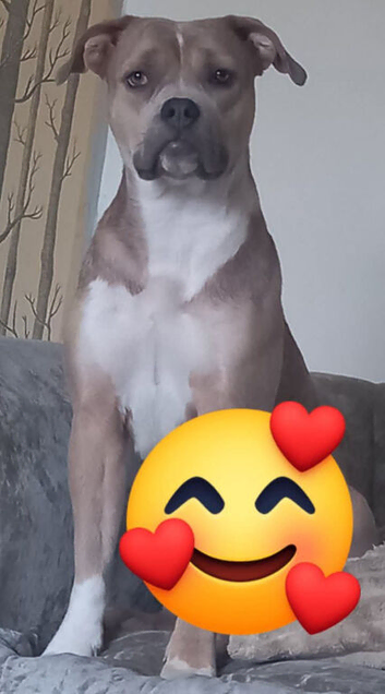 Beautifull litter of 5 males 1 female americall bulldog x great dane/irish staff