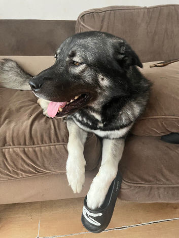 Gerbian shepsky for rehoming
