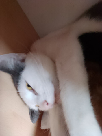 Female kittens for sale