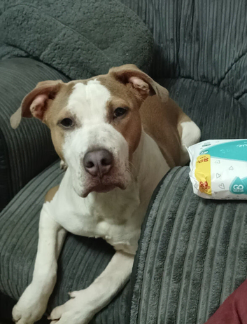 Staffy bitch 7 months old
