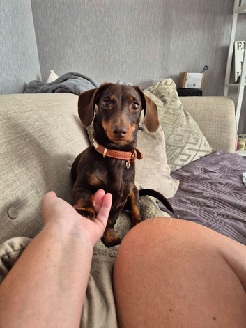 Mini Dachshund for stud