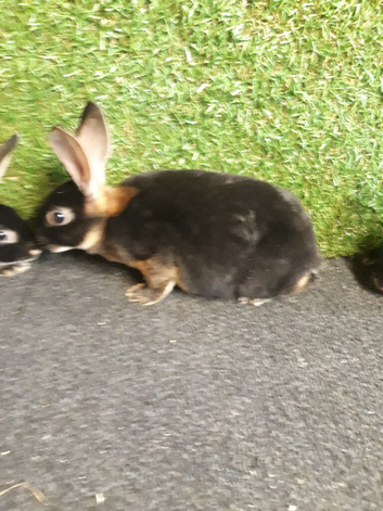 Stunning litter of rex rabbits