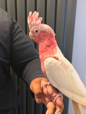 Lutino galah cockatoo for sale or px