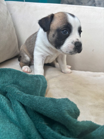 JR Staff X Staffy Lurcher Puppies