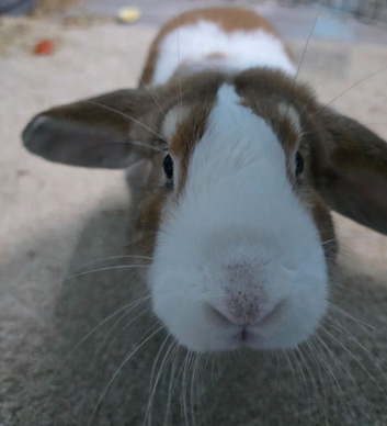 Holland Lop/ mini Lop mixed