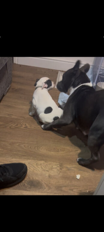 Staffordshire bull terriers