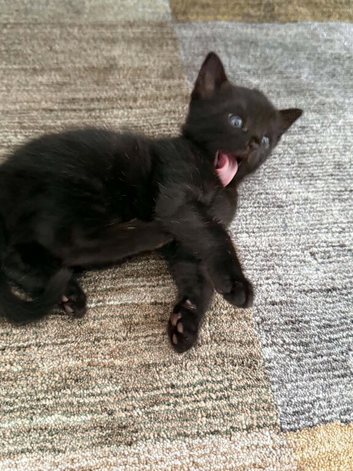 Black little kitten