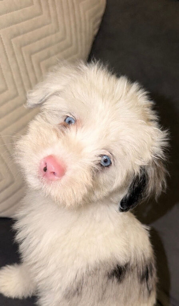 Yorkiepoos for sale
