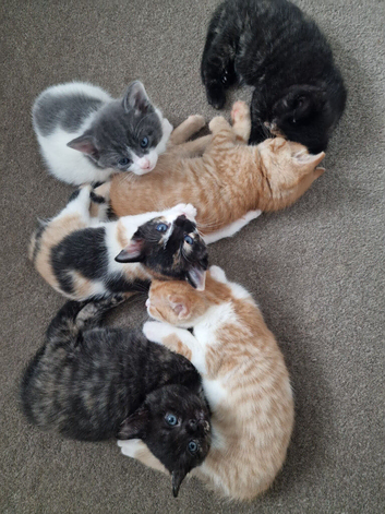 Lovely kittens for sale