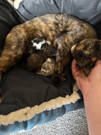 2 beautiful kittens ready now